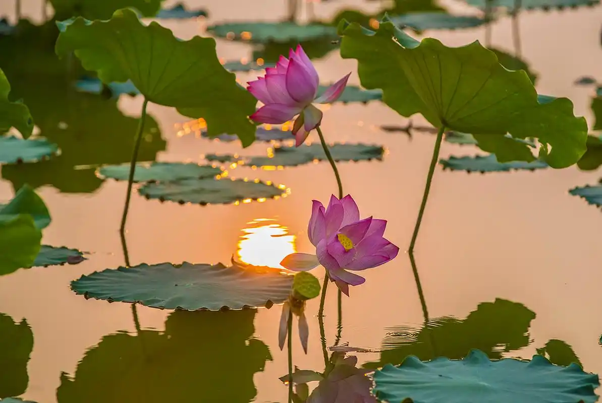 "  阳光下的荷花,灼灼生辉 . "03