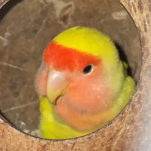 求解年龄差半年配不了对