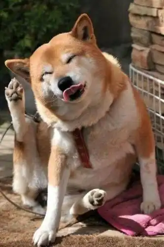 朋友家养了一只特别调皮的哈士奇