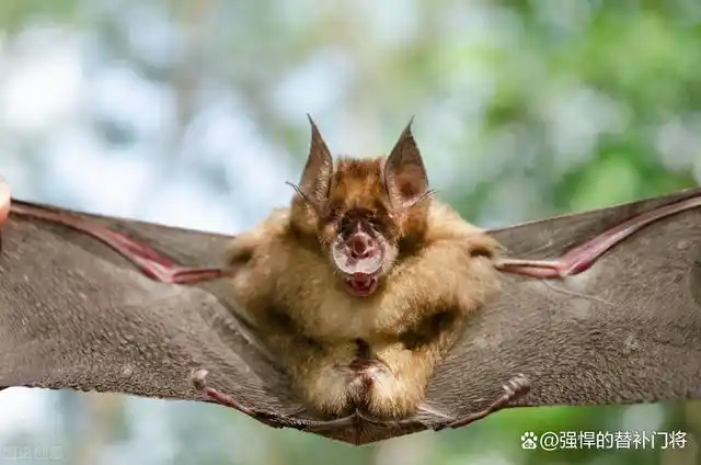 蝙蝠是一种哺乳动物,它不仅仅具备普通哺乳动物的特点,还有很强的飞行