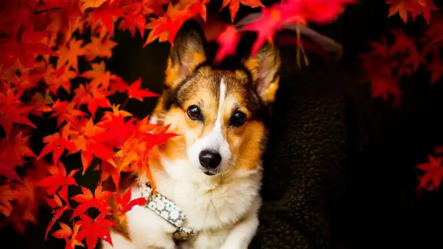 狗 萌宠 狗 汪星人 卖萌图 可爱 古灵精怪 儿童桌面专用 萌宠动物壁纸