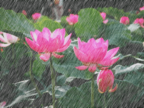 永不放弃昨夜雨敲窗电闪雷鸣难入梦乡前世今生如波荡漾满池的荷花卸了