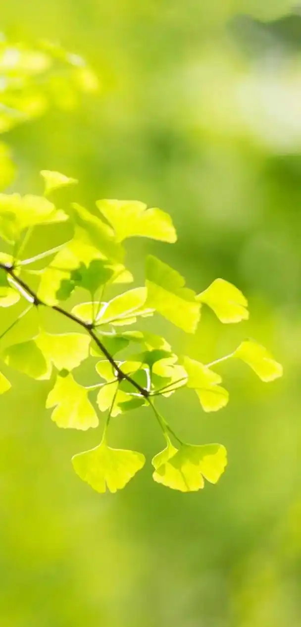 壁纸|春有约,花不误,年年岁岁不相负