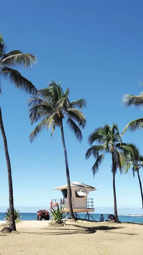 海边椰子树迷人的风光