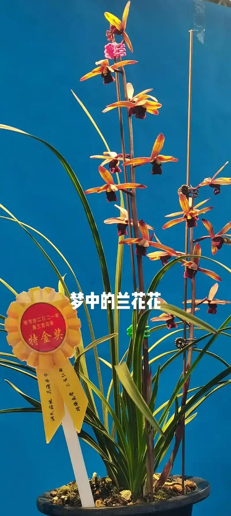 梦中的兰花花.#国兰文化 #国 - 抖音