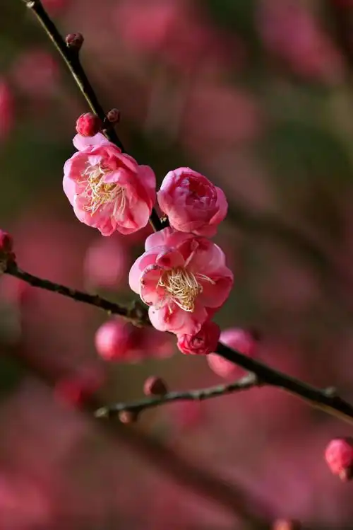 梅花绽放迎春来