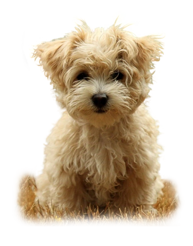 免抠素材 可爱的猫与狗 - 芳芷香惠 - 芳芷香蕙欢迎你