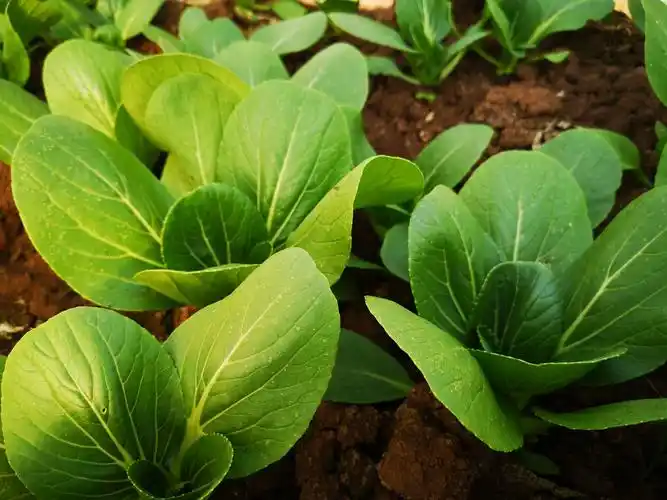 上海青使用颗粒复合肥,蔬菜长势好,叶片大,出苗整齐.