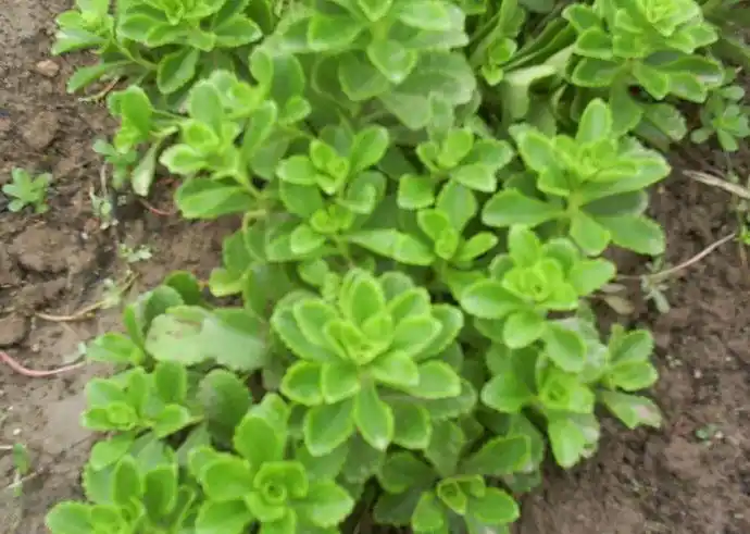 凹叶景天图片凹叶景天野菜图片