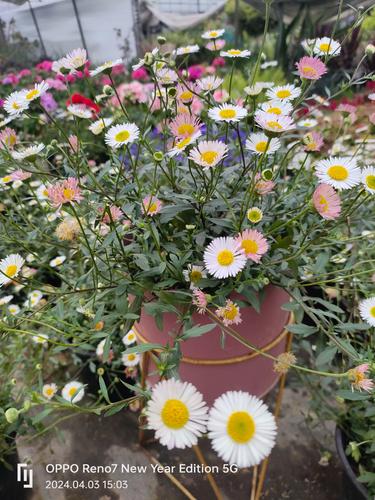 墨西哥飞蓬草小雏菊盆栽庭院花镜野花阳台多年生草本花卉包邮