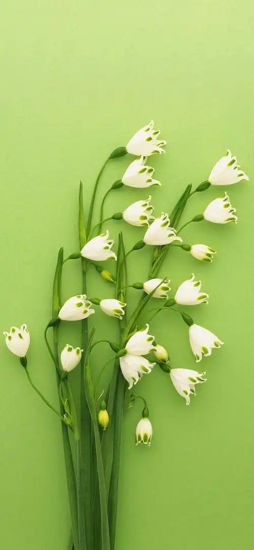 绿色壁纸保护视力,桌面换成绿色能不能护眼(仙气飘飘的绿色系壁纸)