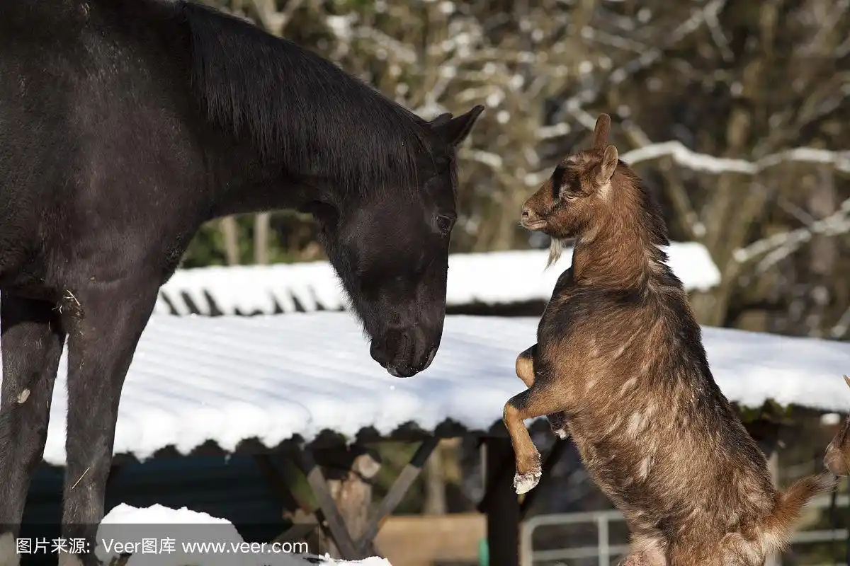 马和山羊在一起——动物友谊