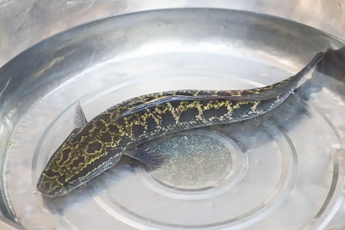 路亚钓法是一种常见的钓黑鱼的方法,它可以让钓饵更加接近黑鱼,带而