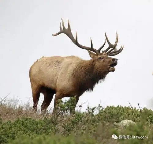 动物世界-加拿大马鹿