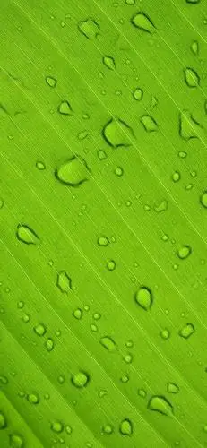 壁纸@绿色系壁纸,生生不息