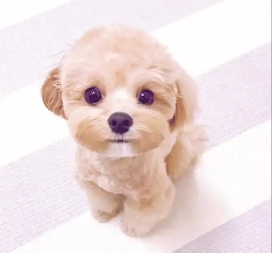 最新狗狗图片超萌壁纸大全 捉到一只小可爱-可爱图片