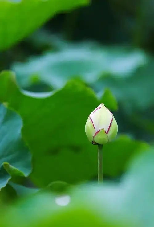 七宝池中菡萏馨一一东林千年莲香醉人