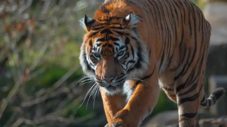 老虎壁纸【84】