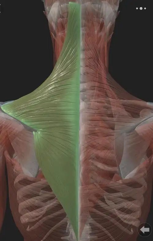 斜方肌上束过度紧张时,会牵拉头部,使其偏离正常的中立位向前移动.