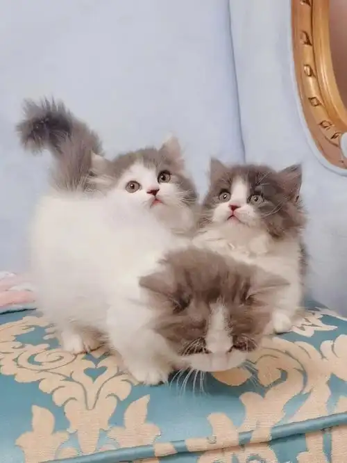 甜美蓝白拿破仑弟弟妹妹小短腿1999找家啦