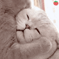 给小可爱们的沙雕表情包我好像又智障了