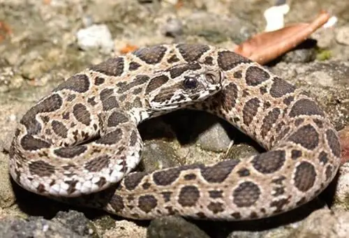 有人能告诉我这是什么蛇吗?求知道