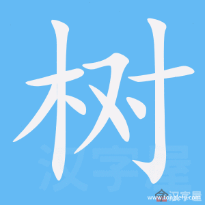 树的笔顺树字怎么写附笔顺动画