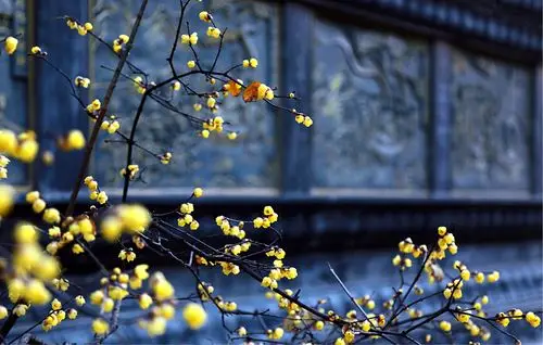 二月四日立春之日游玩巜洪雅瓦屋山风景区》
