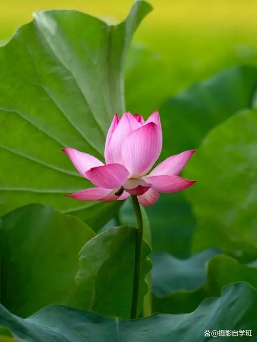 荷花是一种美丽的花卉,拍摄荷花照片也是一种很惬意的摄影体验.