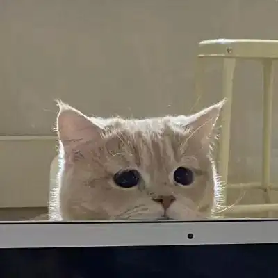 优雅可爱的呆萌小猫头像精致