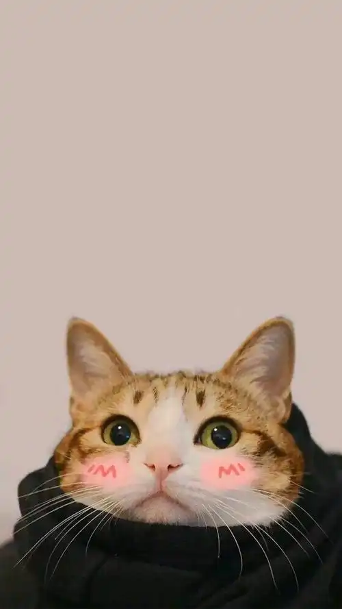 超呆萌的小猫,动物-手机壁纸