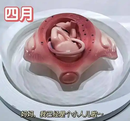 一组3d图记录怀胎十月,胎儿发育全过程,看完后,感叹生命神奇