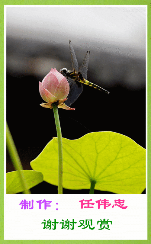 主题画.蜻蜓荷花.问候人.北林群友.问候语.早晨好.音乐.许你一世情缘.