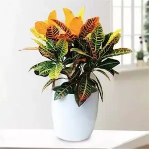 变色木洒金榕绿植大型盆栽室内阳台吸甲醛净化空气木本植物花叶青