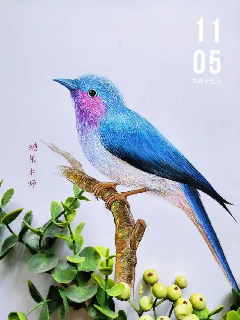 彩铅——鸟(含线稿/过程图)