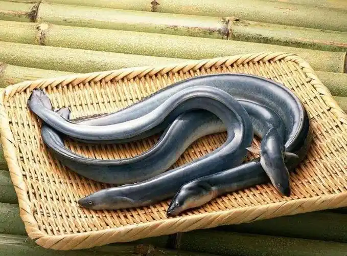 鳗鱼养殖需要什么样的条件