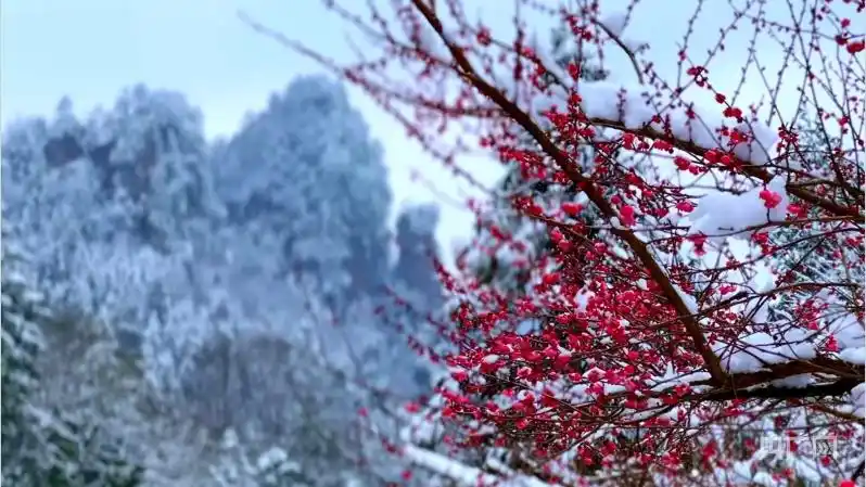 湖南多地梅花飘香冰雪中傲然绽放