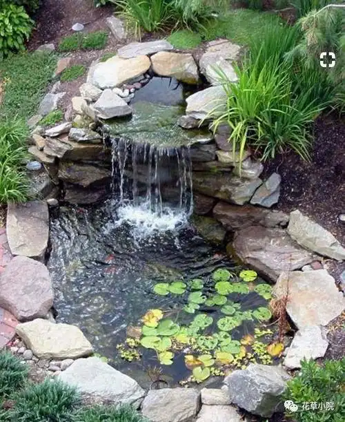 院子里的池塘,美的让人窒息!
