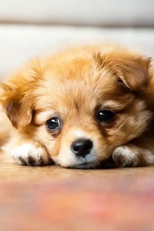 宠物狗可爱高清手机壁纸