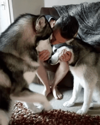 这只整天跟男主人撒娇的哈士奇最近秀恩爱的方式更虐狗了