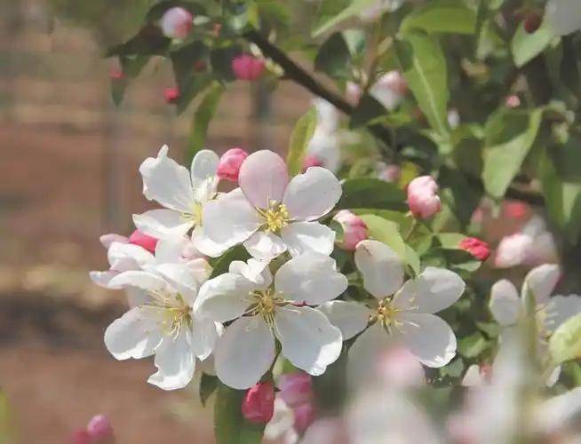 北美海棠皇家雨点