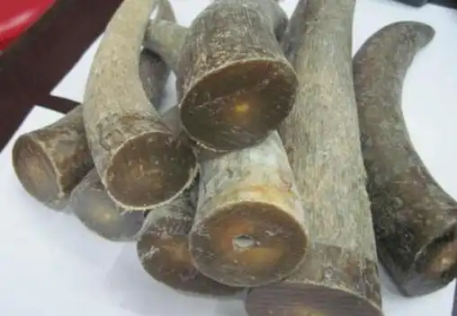 品或者制成梳子工人们使用,不过现在市场上真正的犀牛角数量特别少,在