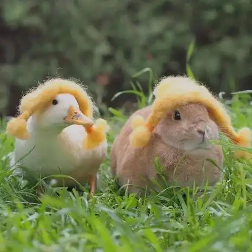 世界上最可爱的动物都有海獭格陵兰海豹耳廓狐等海獭海獭不仅萌态十足