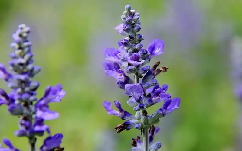 蓝花鼠尾草植物电脑桌面壁纸