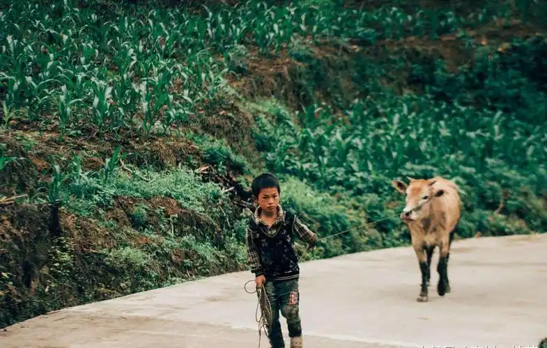小时候农村娃放牛的照片