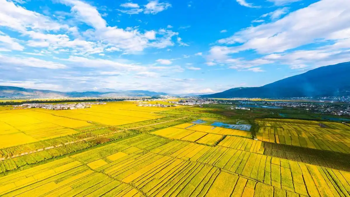 美呆了!金秋九月的大理遍地金黄