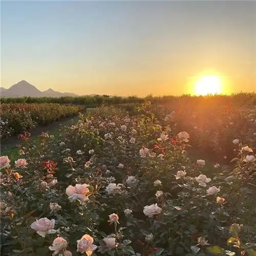 适合一辈子风景头像图片 高清值得一辈子不换的头像风景_风景微信头像