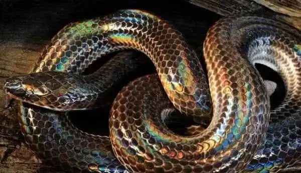 沙海古潼京里的这三种怪物真的存在最后一个逆天了