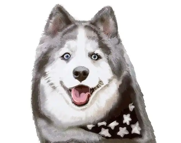 手绘哈士奇|插画|商业插画|郑朝熹 - 原创作品 - 站酷 (zcool)