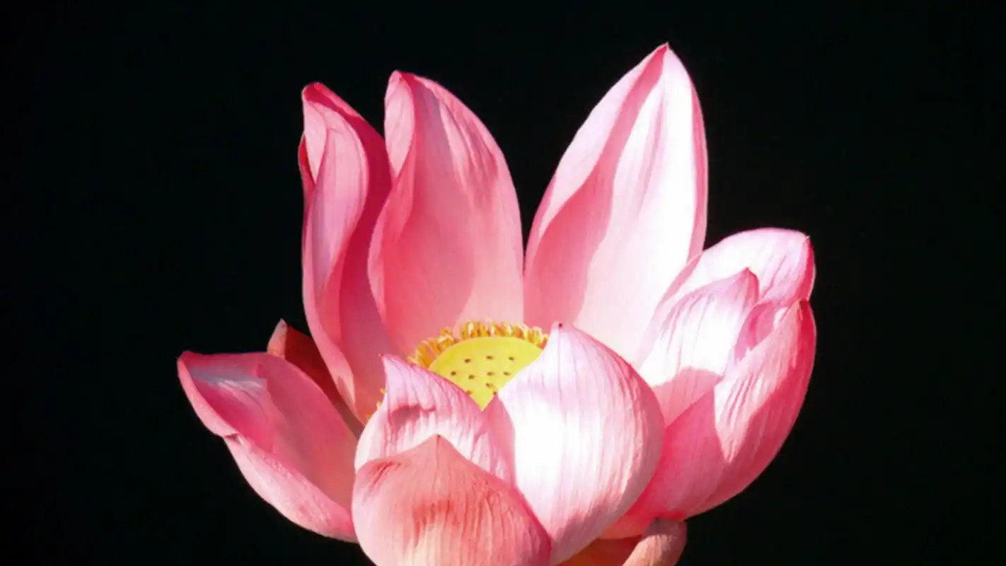 唯美荷花高清桌面壁纸图片